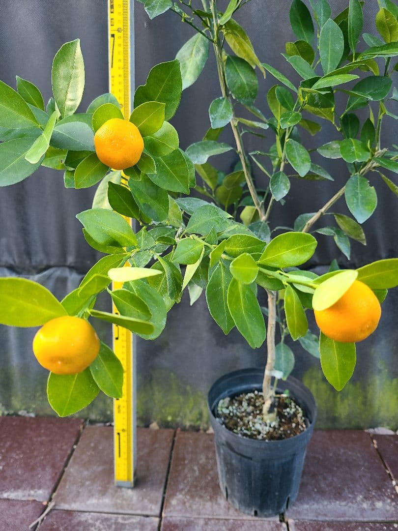 タチバナ（橘）実付き大株 5号P 接木3年生苗｜日本固有柑橘・耐寒性◎ 現品発送