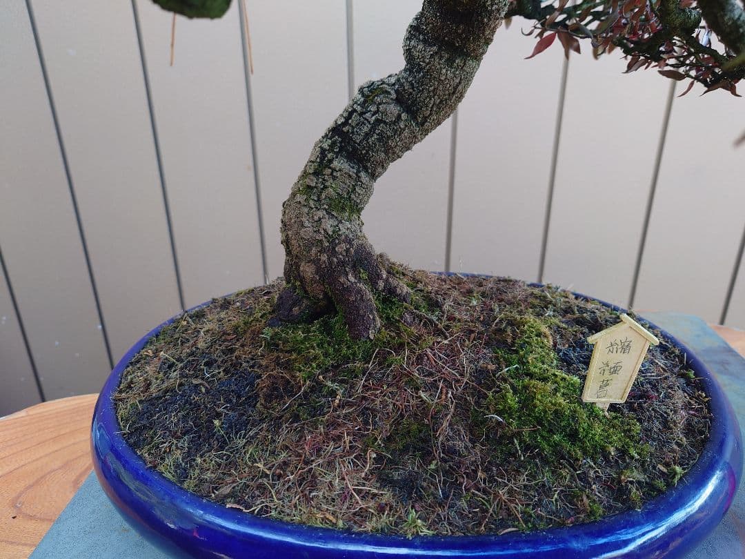 盆栽　縮緬葛　樹高52cm 鉢・鴻陽