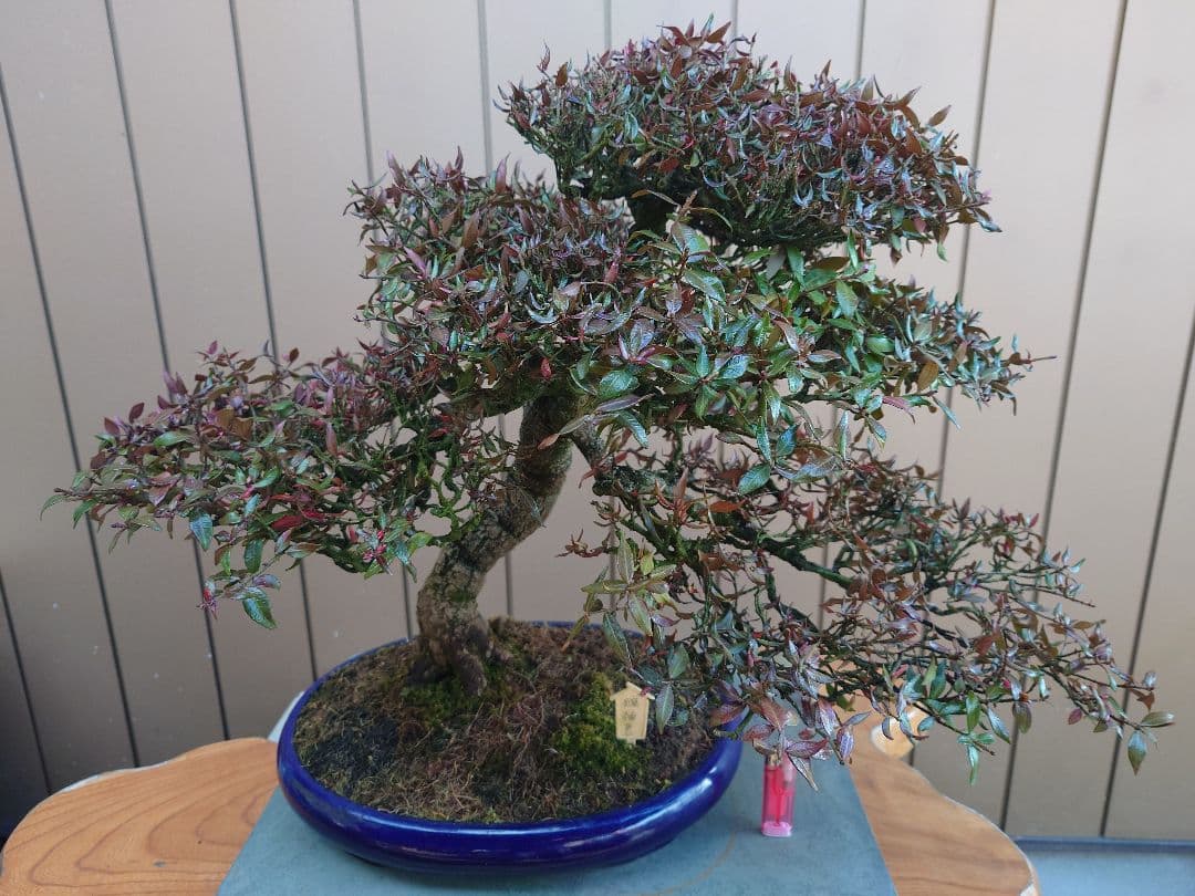 盆栽　縮緬葛　樹高52cm 鉢・鴻陽