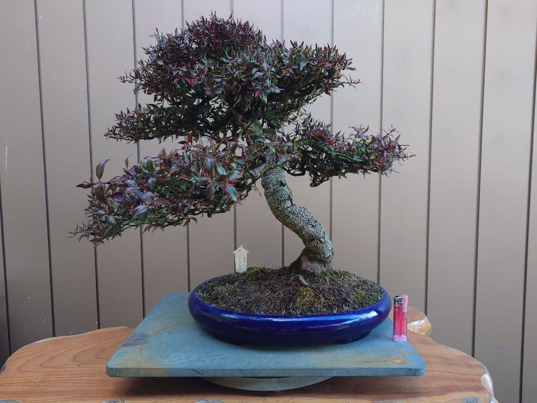 盆栽　縮緬葛　樹高52cm 鉢・鴻陽