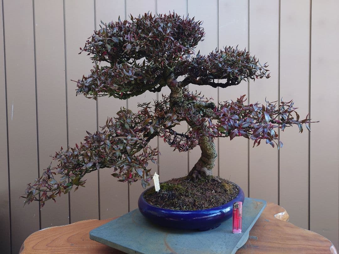 盆栽　縮緬葛　樹高52cm 鉢・鴻陽