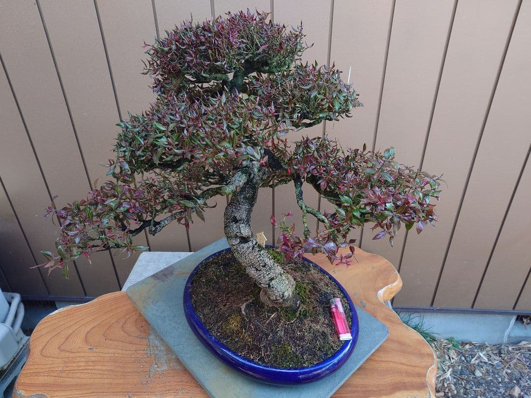 盆栽　縮緬葛　樹高52cm 鉢・鴻陽