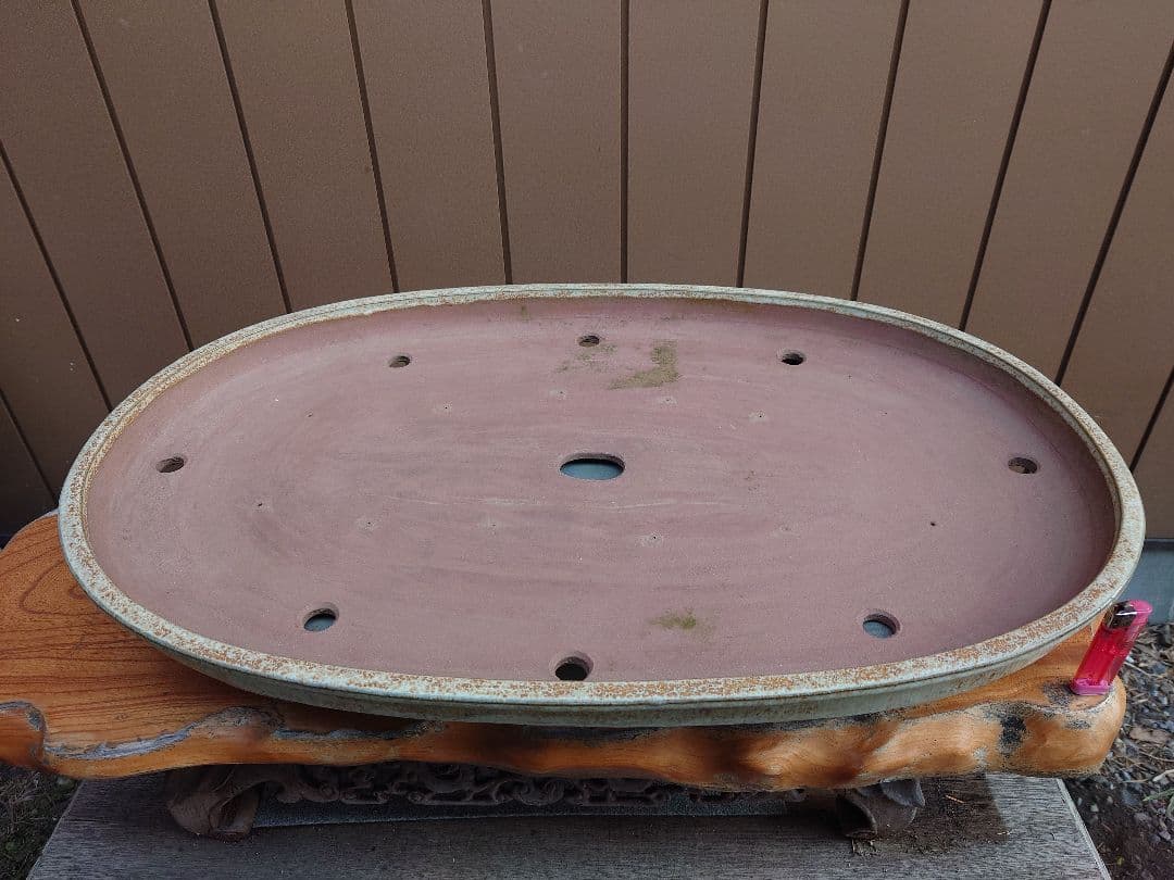 盆栽　鉢　緑巳斉春松　幅76.8cm