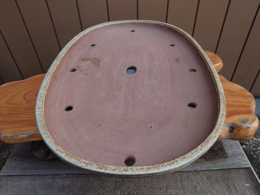 盆栽　鉢　緑巳斉春松　幅76.8cm