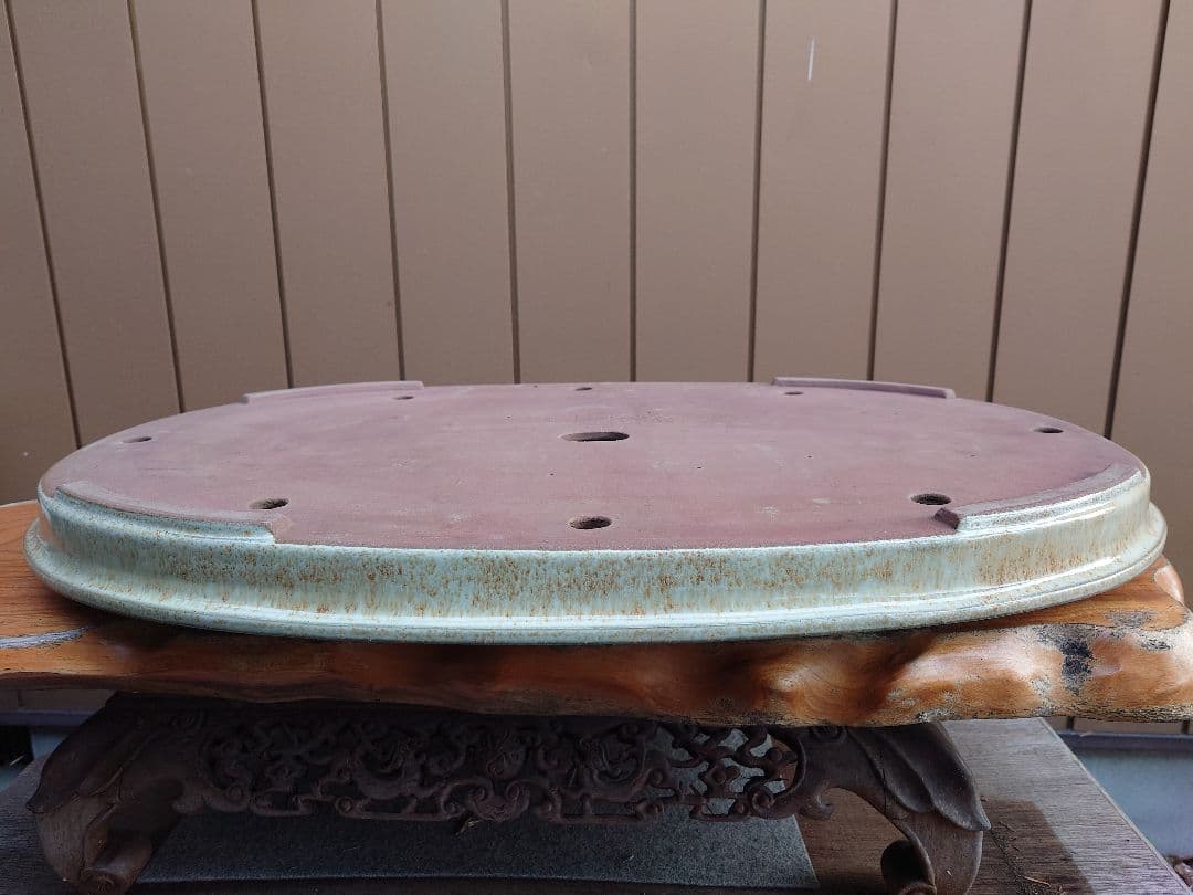 盆栽　鉢　緑巳斉春松　幅76.8cm