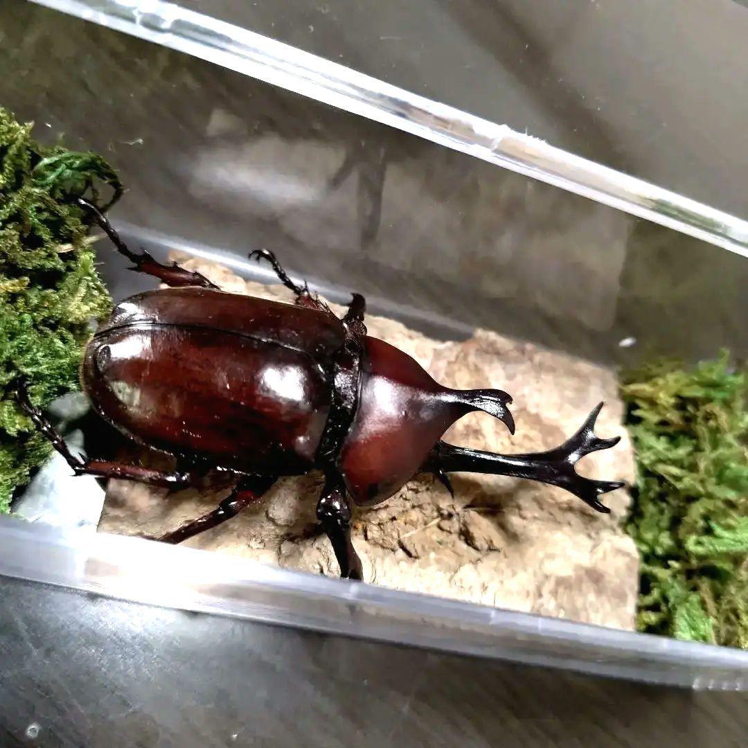 野生82mm頭角19.4mm胸角幅6mmぐらい美しいレッド赤超特大カブトムシ標本