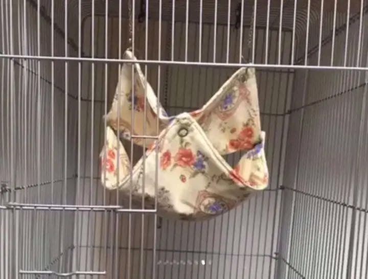 モモンガハウス（ハリネズミ柄）かのこボアｂ  冬・春・秋仕様 ポーチ 2200円