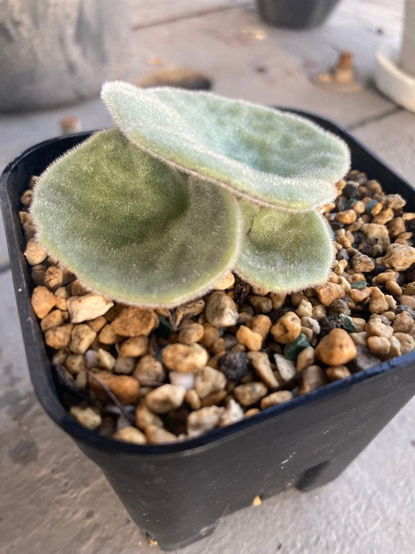 チレコドン シングラリス 鉢ごと発送②