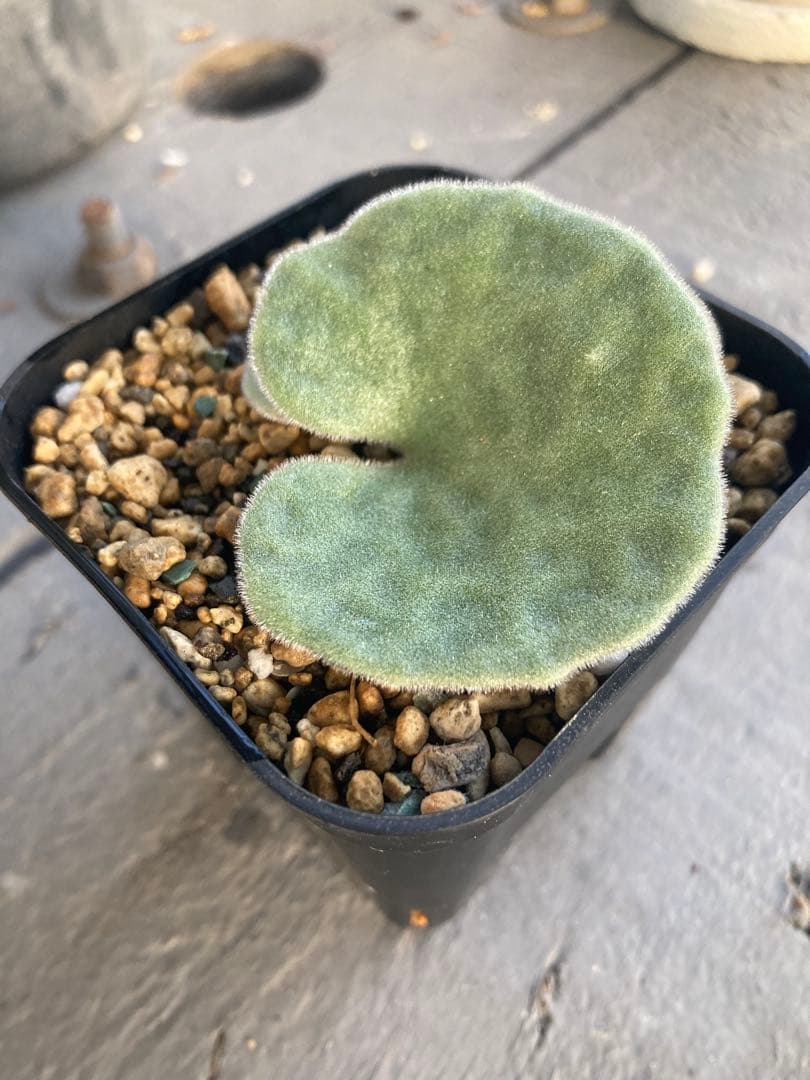 チレコドン シングラリス 鉢ごと発送②