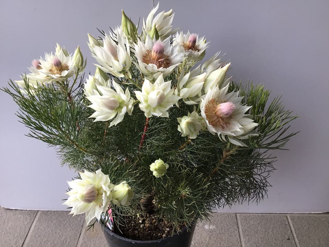 ①幹が太くしっかり根が張ってる特選品‼︎ セルリア・ブラッシングブライト