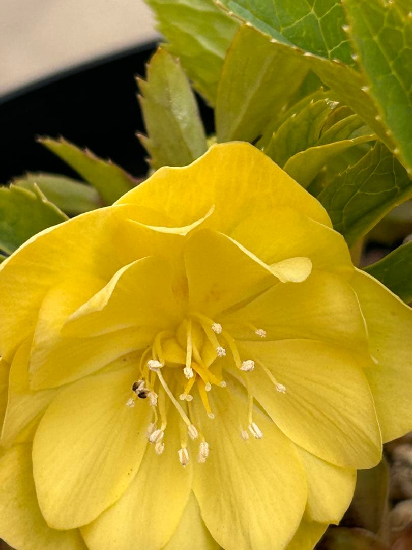 メロンゴールド系フレグランスクリスマスローズ