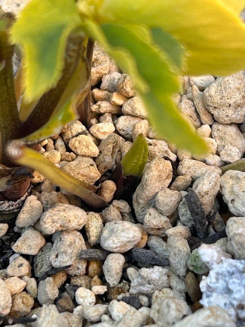 メロンゴールド系フレグランスクリスマスローズ