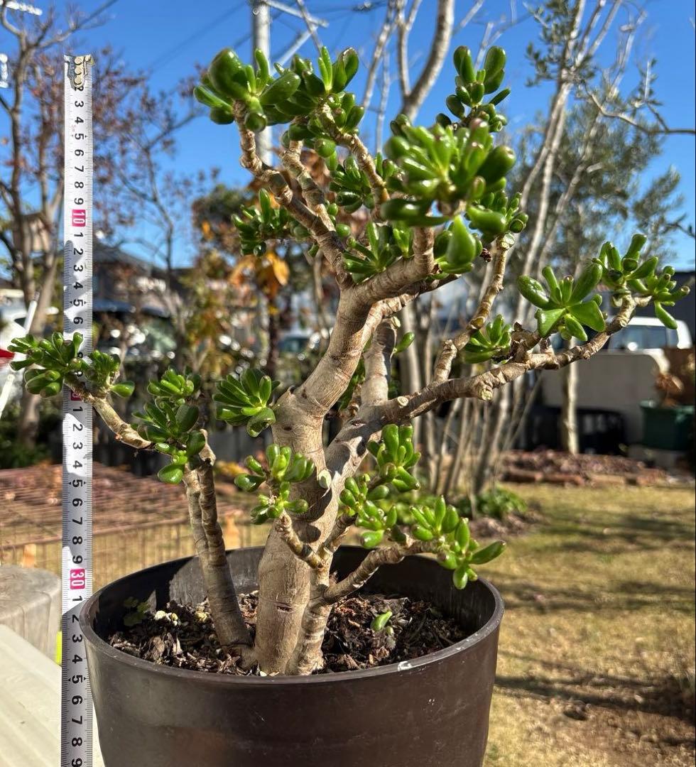 hashi8812　クラッスラ　ゴーラム　多肉植物 金の成る木 宇宙の木