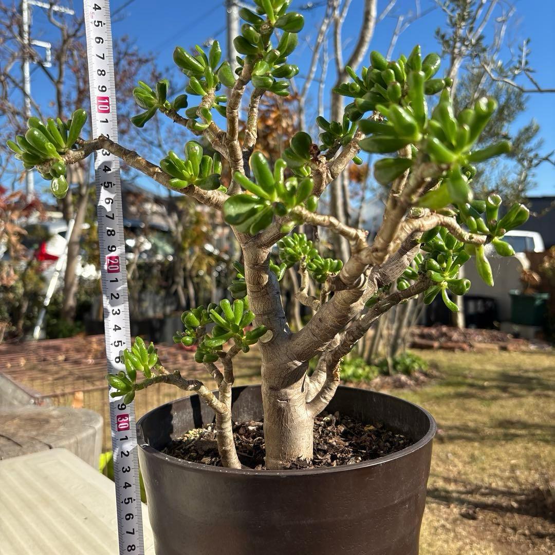 hashi8812　クラッスラ　ゴーラム　多肉植物 金の成る木 宇宙の木