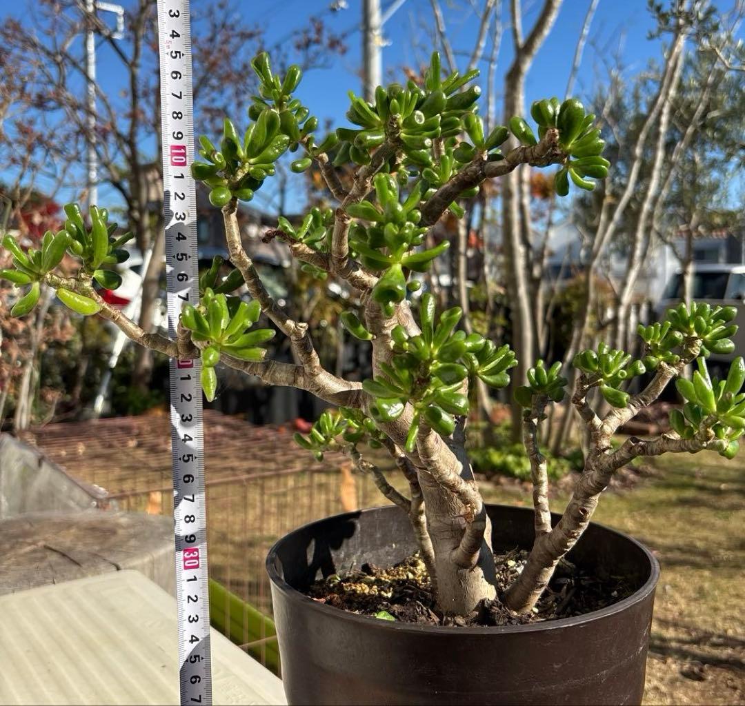 hashi8812　クラッスラ　ゴーラム　多肉植物 金の成る木 宇宙の木