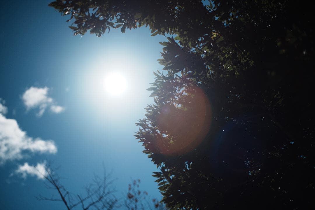 希少品！自然描写のOLYMPUS ZUIKO 50mm F2 MACRO 340