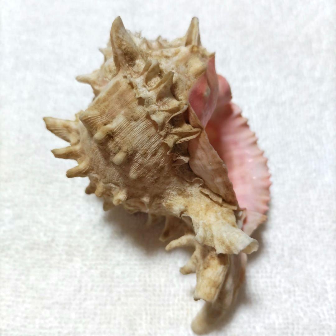 【希少】1960年 オーストラリア 木曜島 紅岩石 藤井富太郎氏 ゆかりの品