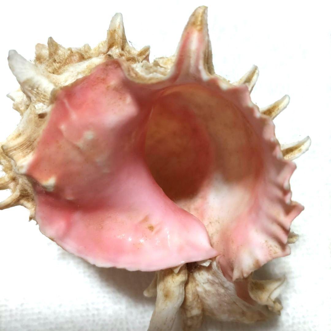 【希少】1960年 オーストラリア 木曜島 紅岩石 藤井富太郎氏 ゆかりの品