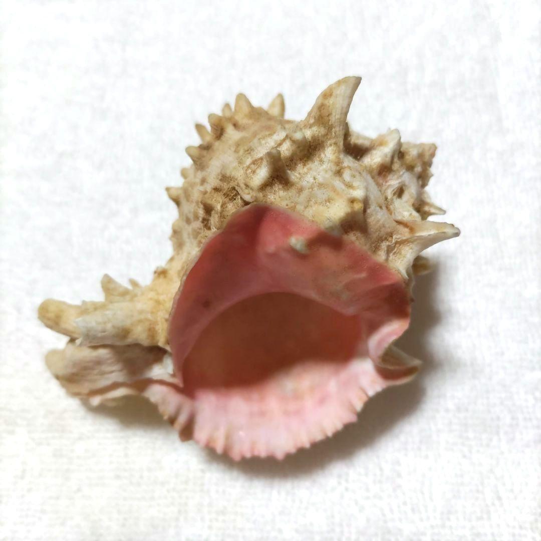 【希少】1960年 オーストラリア 木曜島 紅岩石 藤井富太郎氏 ゆかりの品