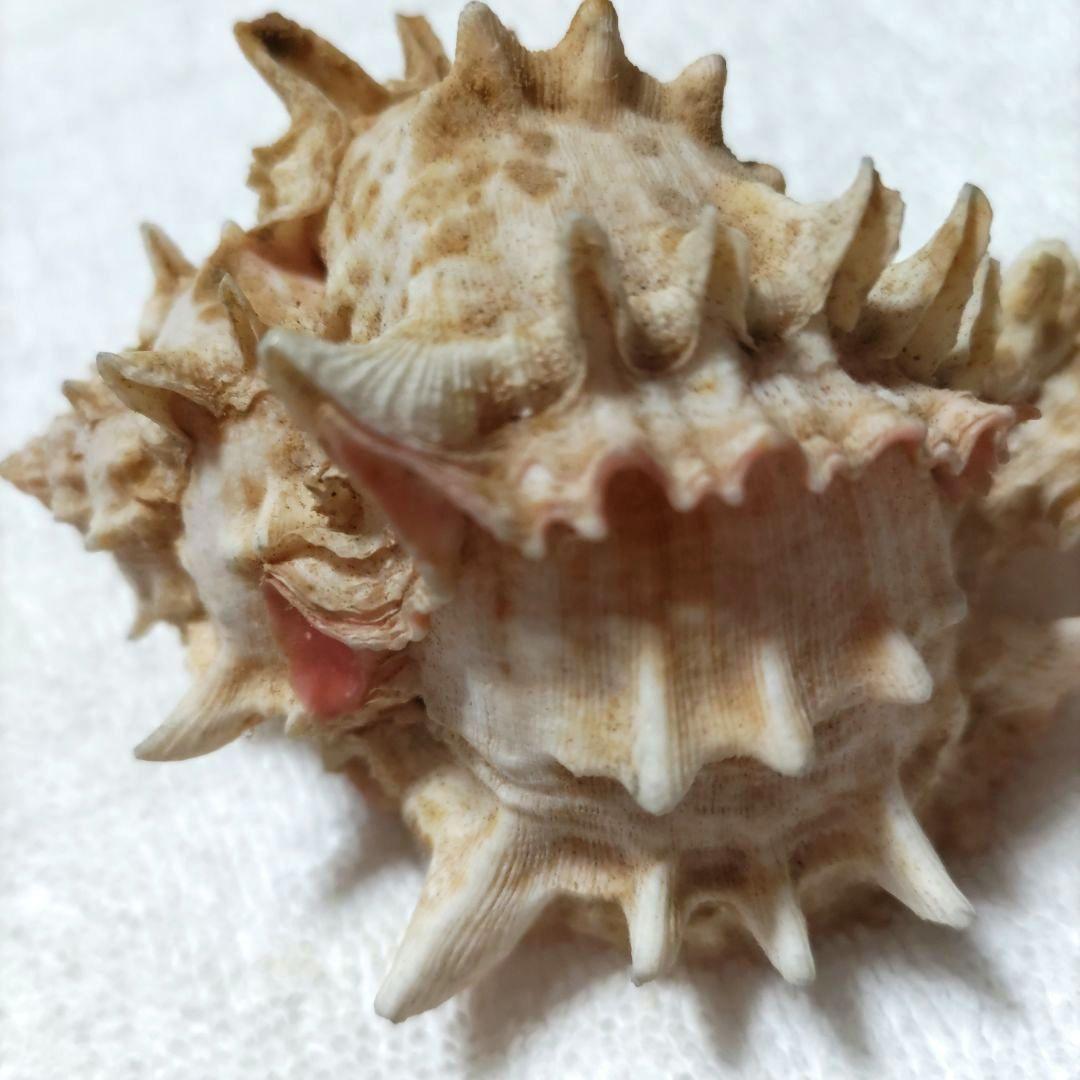 【希少】1960年 オーストラリア 木曜島 紅岩石 藤井富太郎氏 ゆかりの品