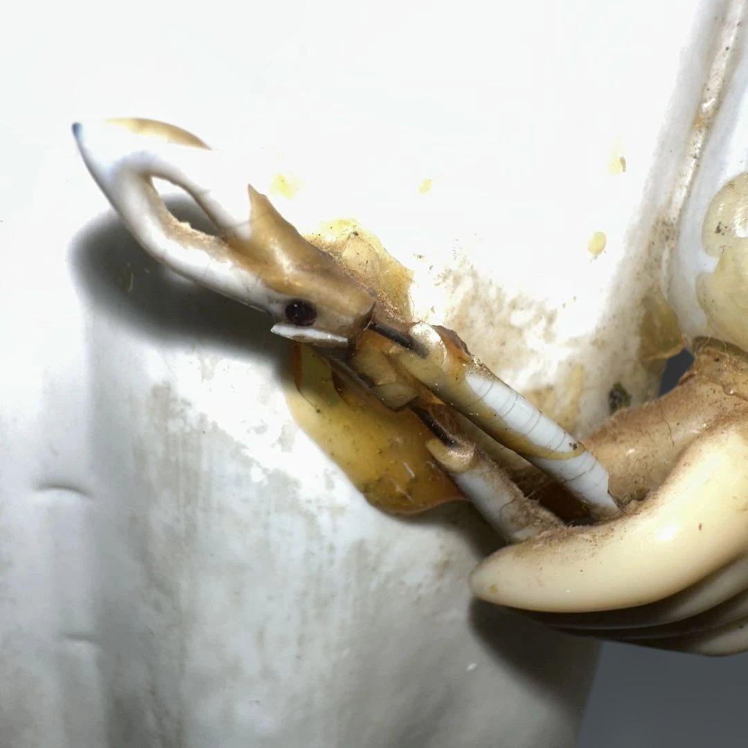 ボヘミアンガラス　ドクター陶器人形　チェコ製　高さ約22㎝