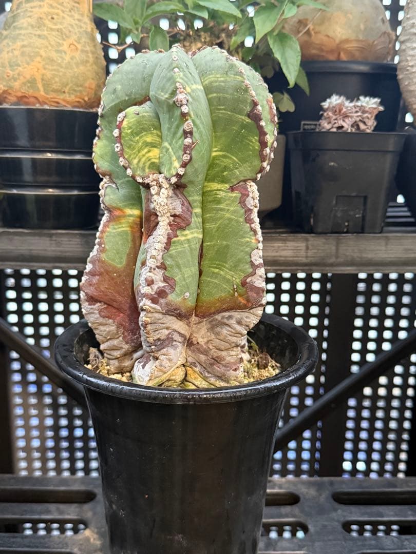 アストロフィツム　ランポー玉　斑入り　超大株