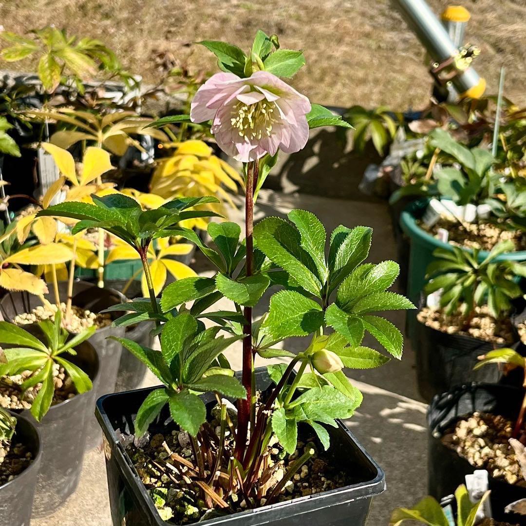 ヒ*イ様 ☘️蕾付き☘️3317⭐️小輪⭐️ペールピンクぼかし⭐️クリア美人⭐️