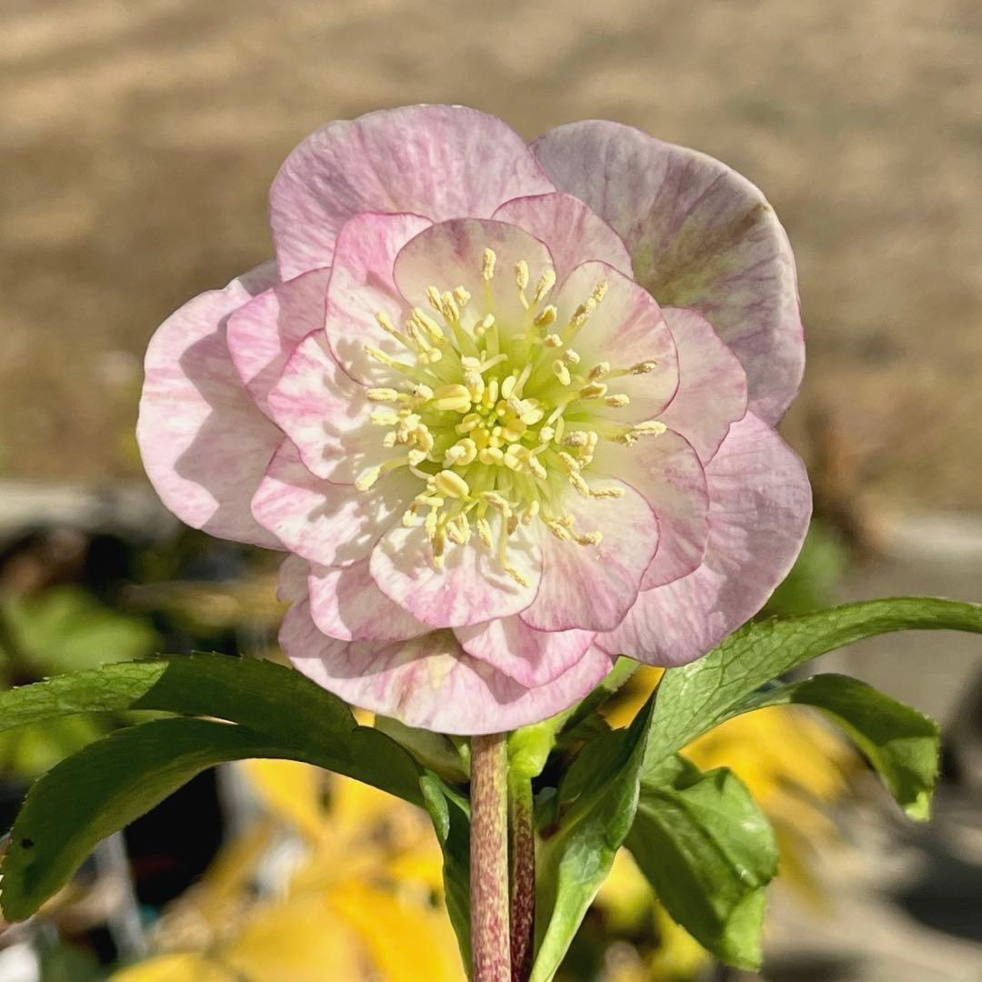 ヒ*イ様 ☘️蕾付き☘️3317⭐️小輪⭐️ペールピンクぼかし⭐️クリア美人⭐️