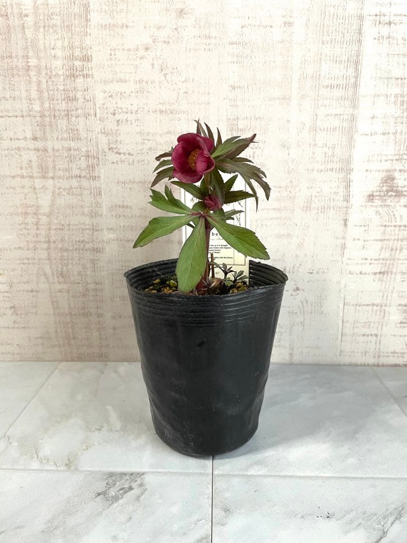 専用です。オキシ系　小輪ピンクゴールド&広瀬ピンクゴールド　２点