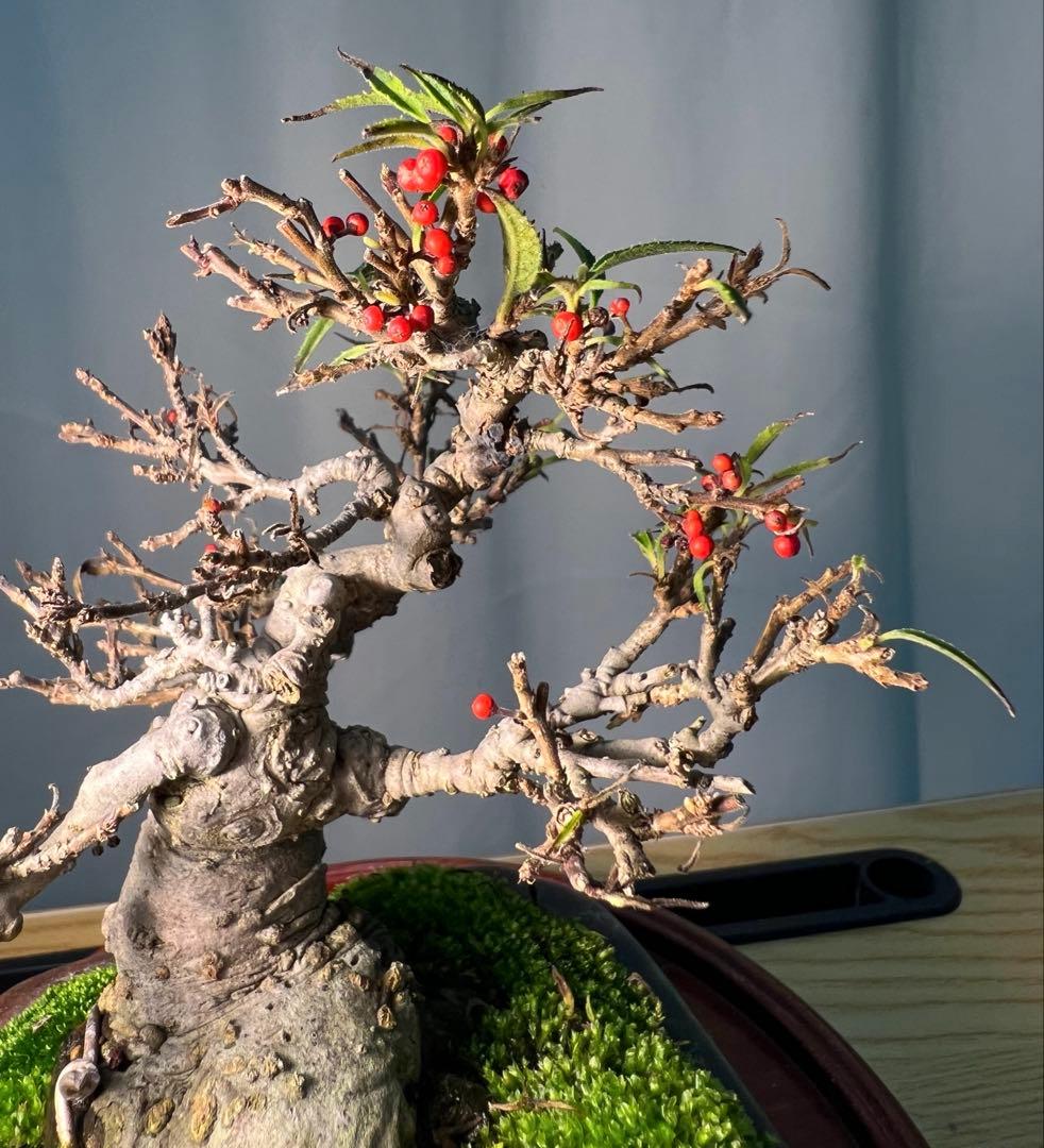 珍しい希少　小姓梅　ウメモドキ