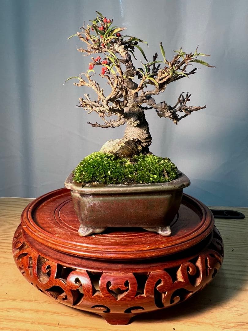 珍しい希少　小姓梅　ウメモドキ