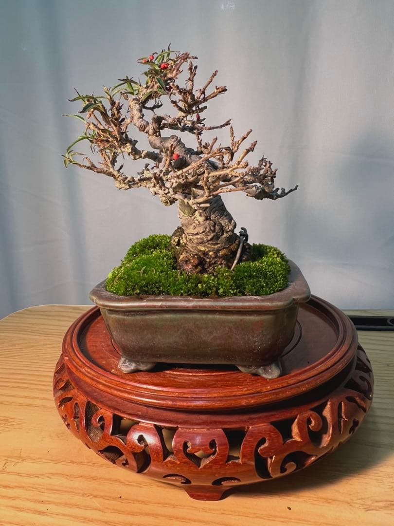 珍しい希少　小姓梅　ウメモドキ