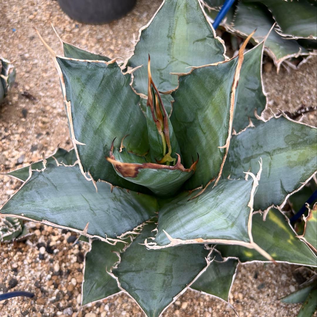 アガベ　チタノタ　大株　国産古株