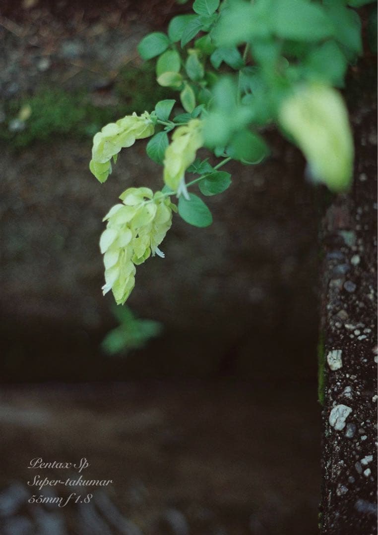 ★ブラウンベージュリザード本革外装★pentax sp ★完動＊美品＊初期保証