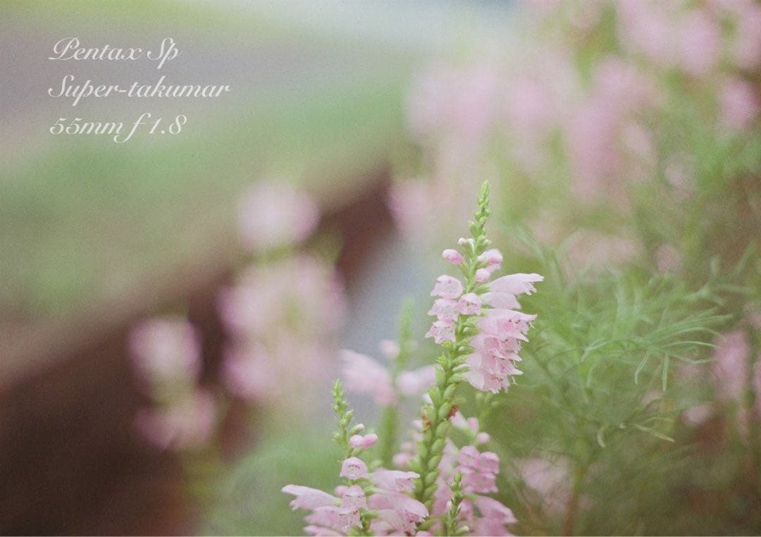 ★ブラウンベージュリザード本革外装★pentax sp ★完動＊美品＊初期保証