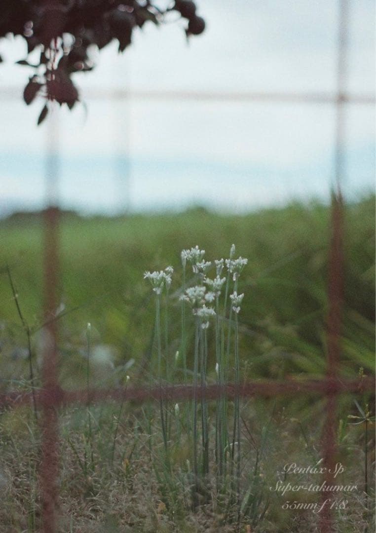 ★ブラウンベージュリザード本革外装★pentax sp ★完動＊美品＊初期保証