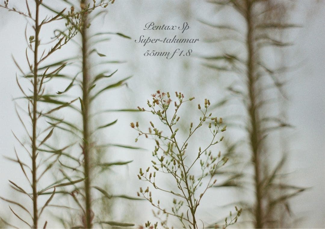 ★ブラウンベージュリザード本革外装★pentax sp ★完動＊美品＊初期保証