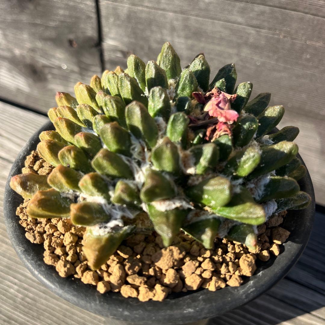 専用《hugoc様》花籠①・竜角牡丹セット