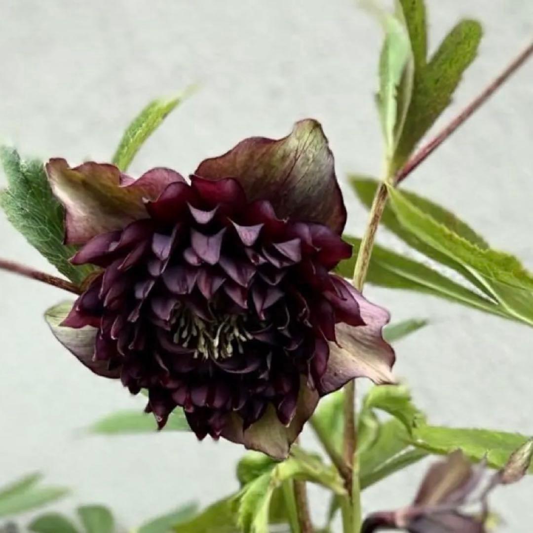 広瀬園芸 クレオパトラ クリスマスローズ