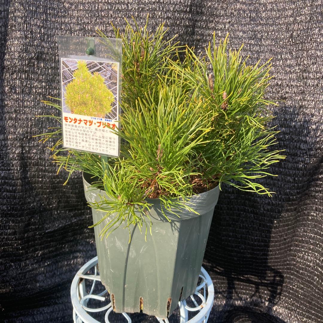 ②*:ஐ這松・ドーム型の松*:ஐ【モンタナマツ・プミリオ ・プリミオ】６号