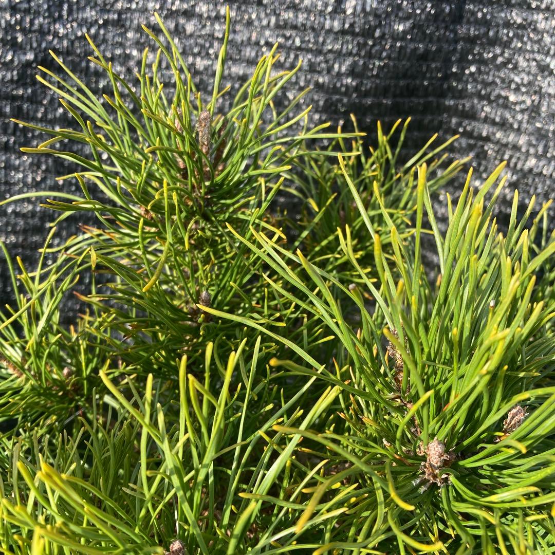 ②*:ஐ這松・ドーム型の松*:ஐ【モンタナマツ・プミリオ ・プリミオ】６号