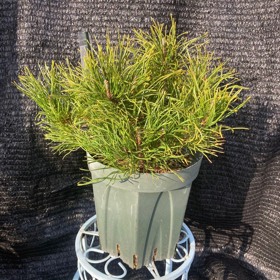 ②*:ஐ這松・ドーム型の松*:ஐ【モンタナマツ・プミリオ ・プリミオ】６号