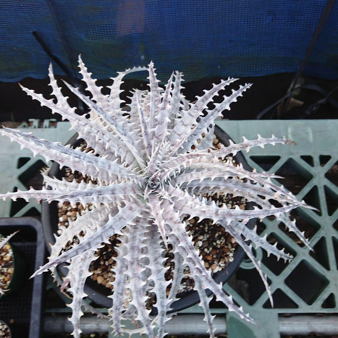 見本　途中で消します　文頭したディッキア　オレンジは⚫⚫⚫ジン