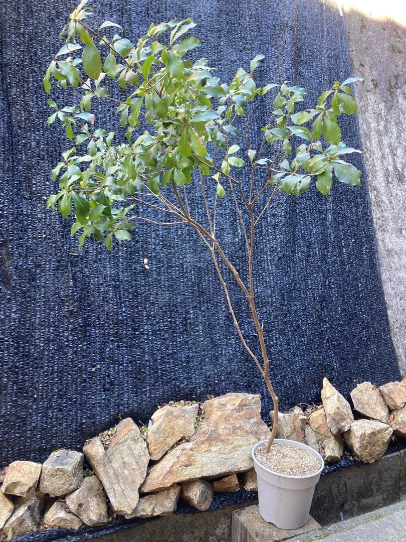 山採り　アセビ　馬酔木　約160センチ