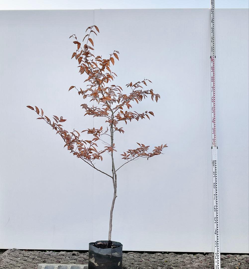 ヤマコウバシ/ 965