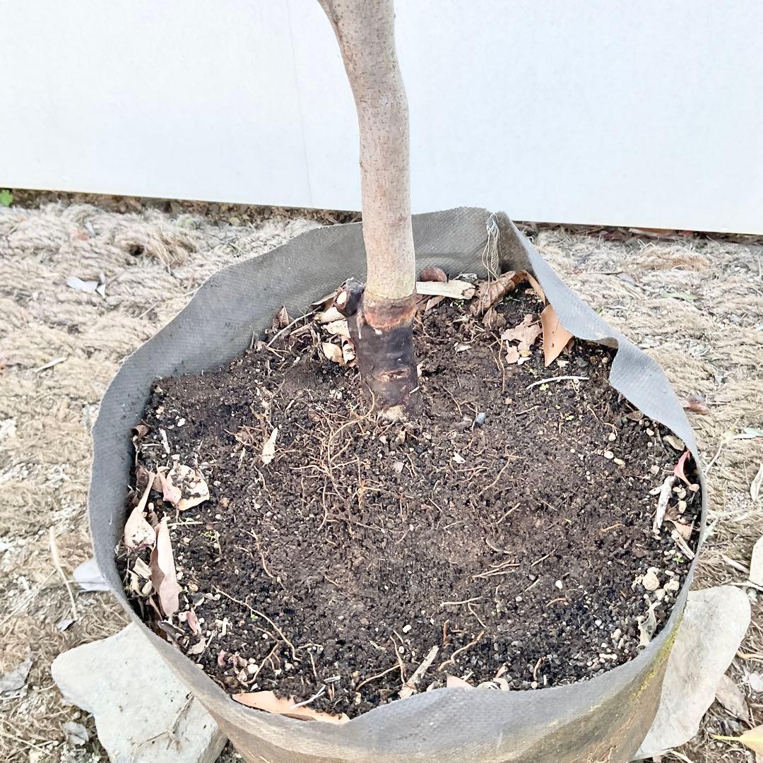 ヤマコウバシ/ 965