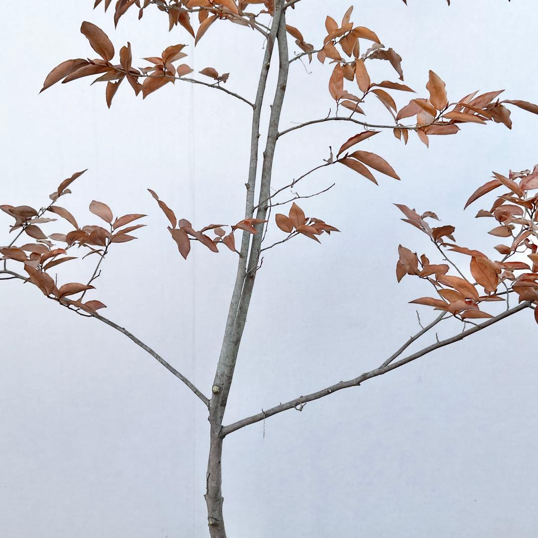 ヤマコウバシ/ 965