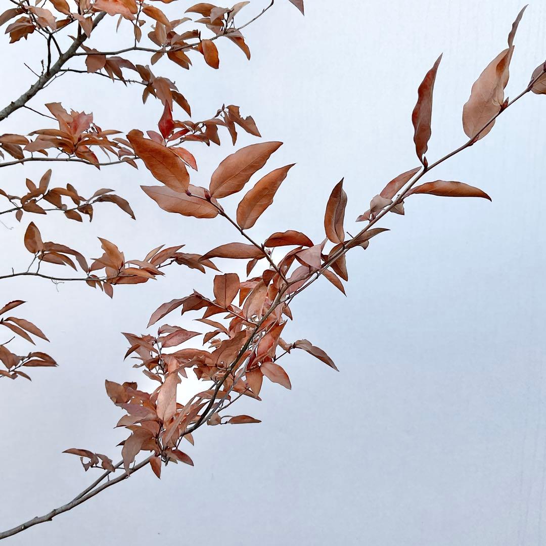 ヤマコウバシ/ 965