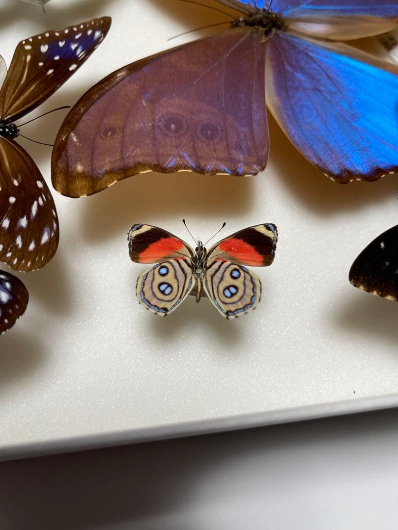 希少！外国産 国産 蝶標本12セット ディディウスモルフォ/ナンベイコムラサキ等
