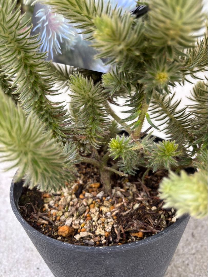 フィリカプベッセンスワフトフェザー　3